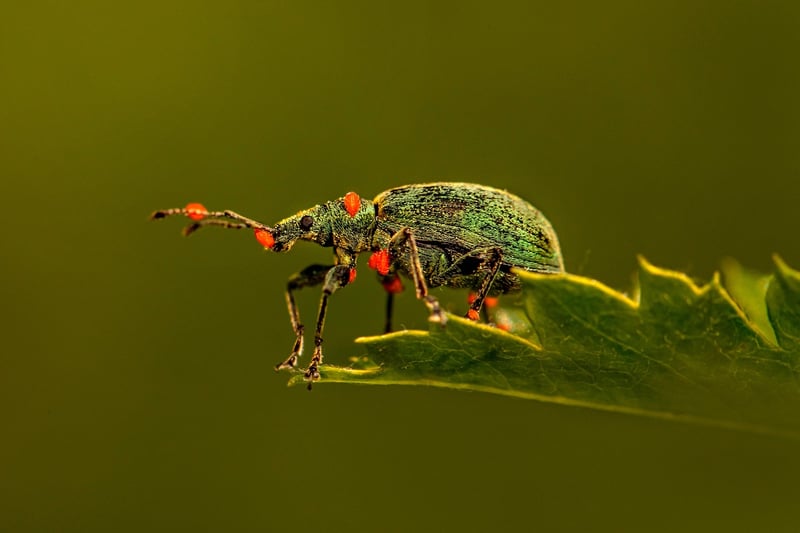 Pest prevention methods