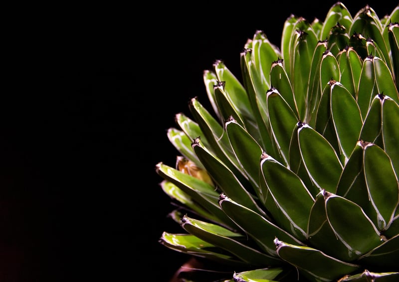 Succulent Planters